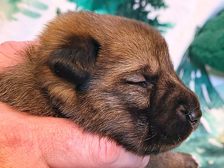 chinook puppy
